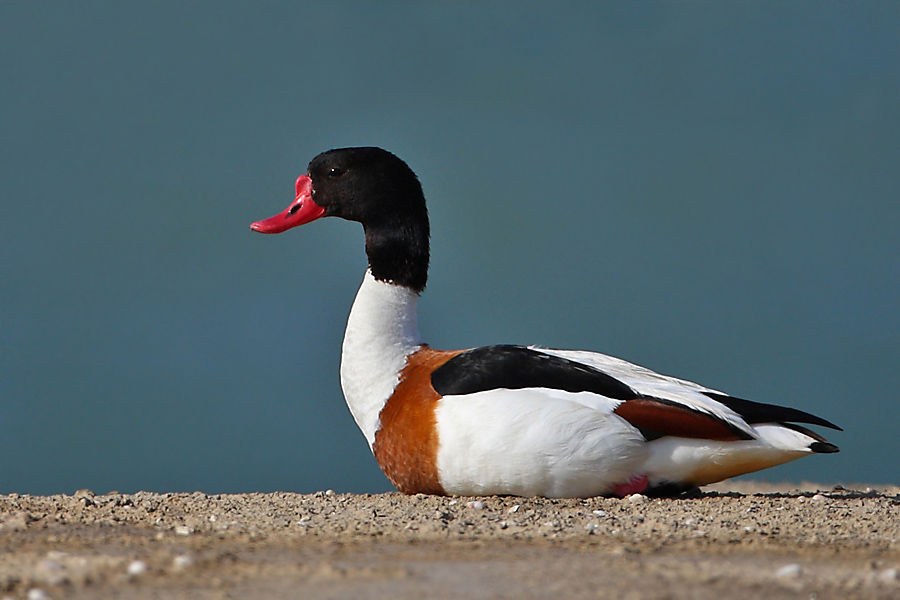 Common Shelduck