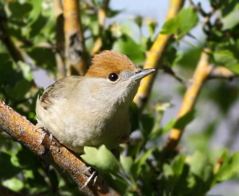 Eurasian Blackcap