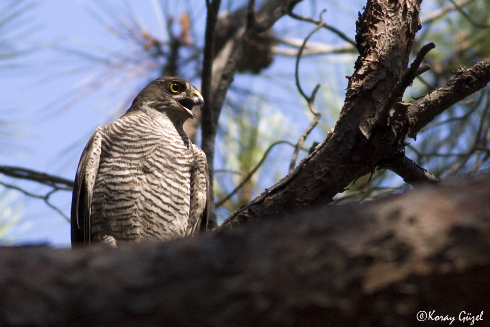 Eurasian Sparrowhawk