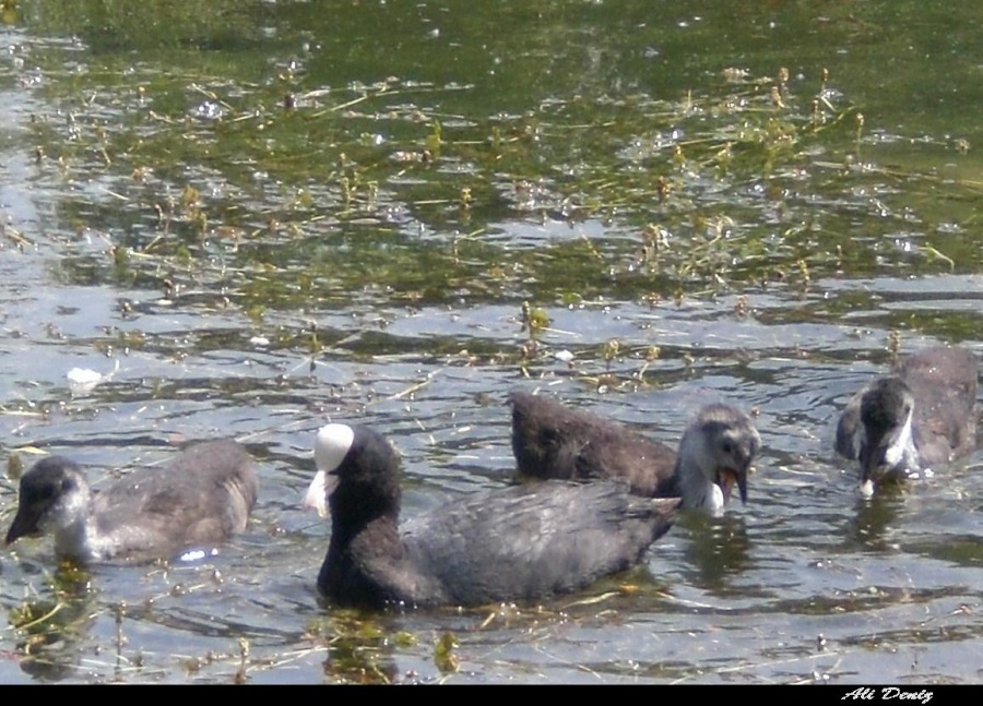 Eurasian Coot