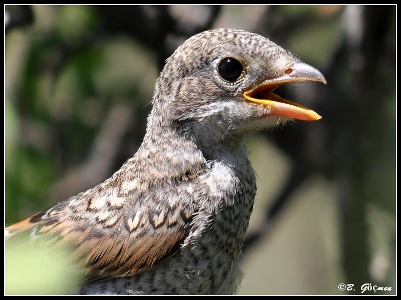 Woodchat Shrike