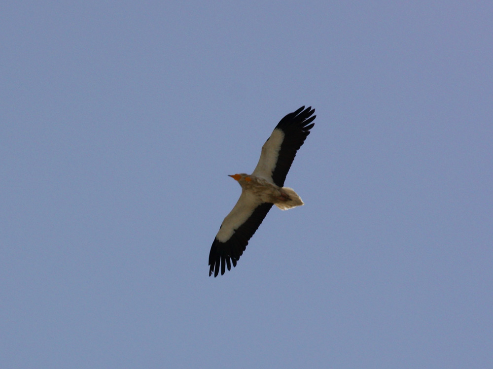 Egyptian Vulture