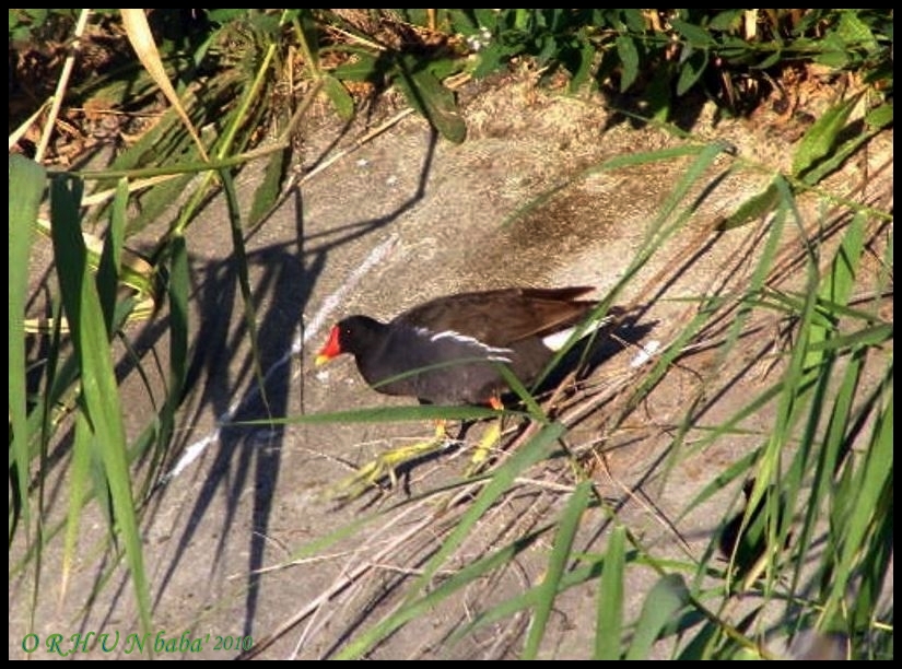 Common Moorhen