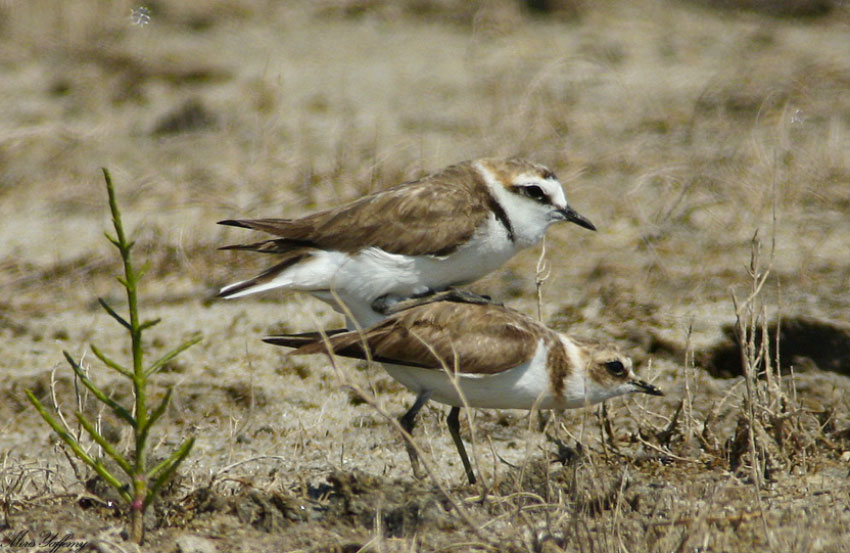 Kentish Plover