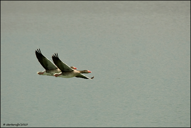 Greylag Goose