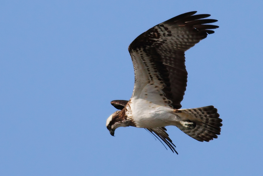 Osprey