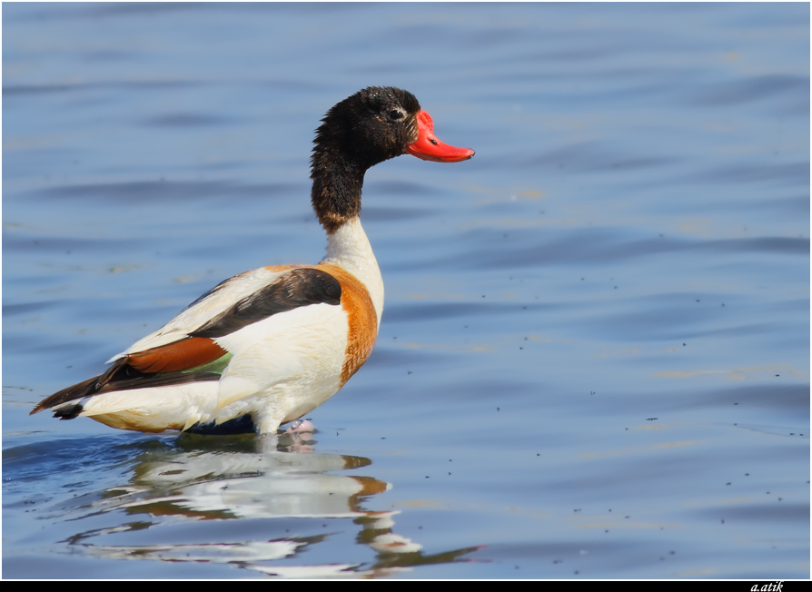 Common Shelduck