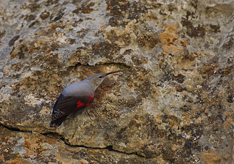 Wallcreeper