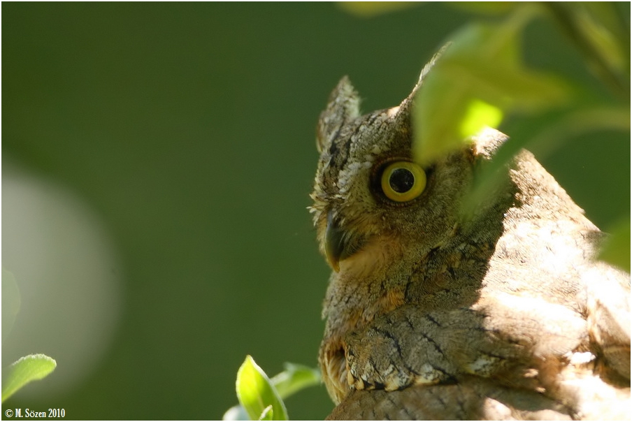 Eurasian Scops Owl