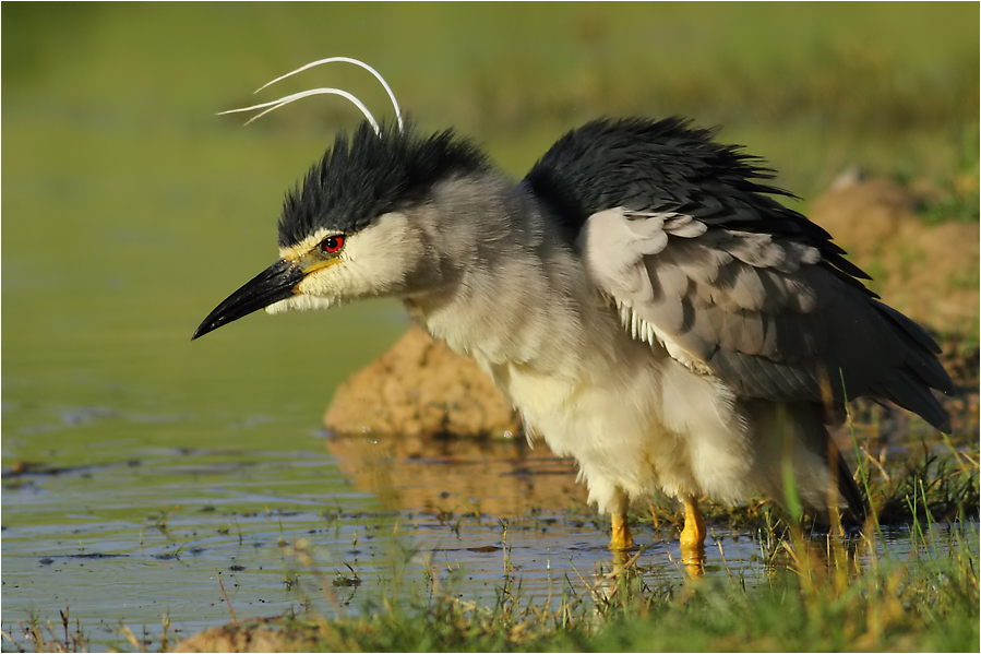 Black-crowned Night Heron