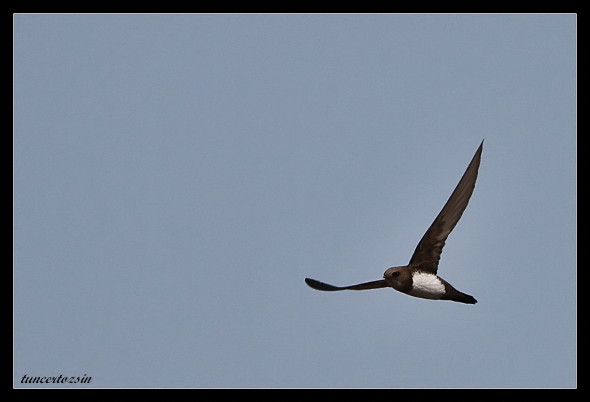 Alpine Swift