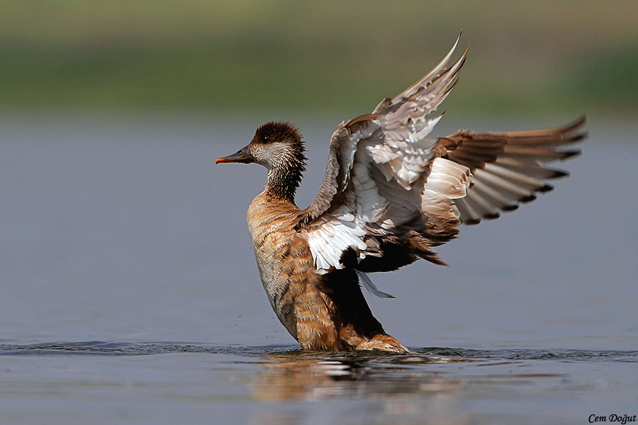Red-crested Pochard