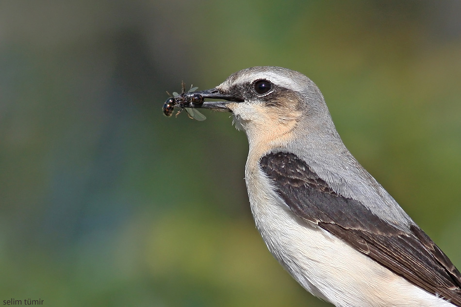 Northern Wheatear