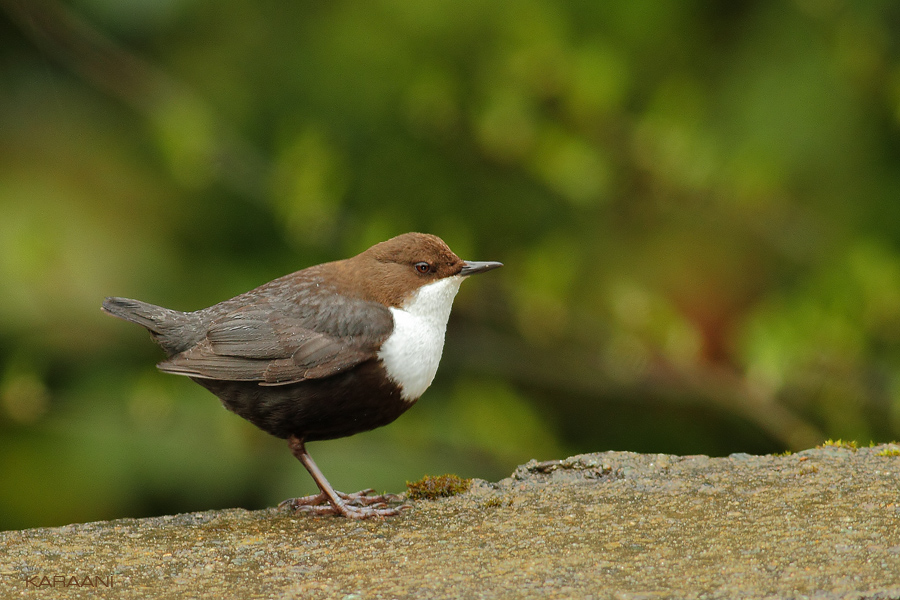White-throated Dipper