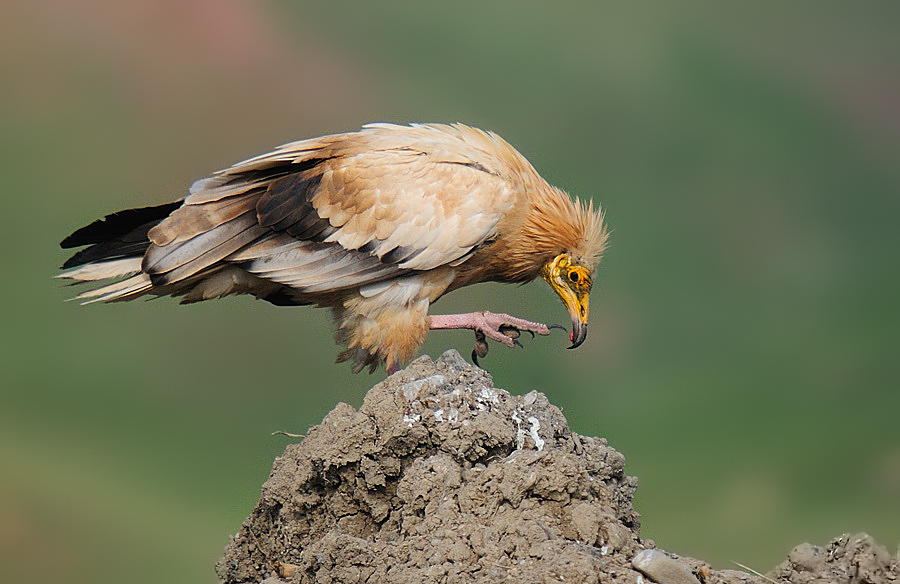 Egyptian Vulture