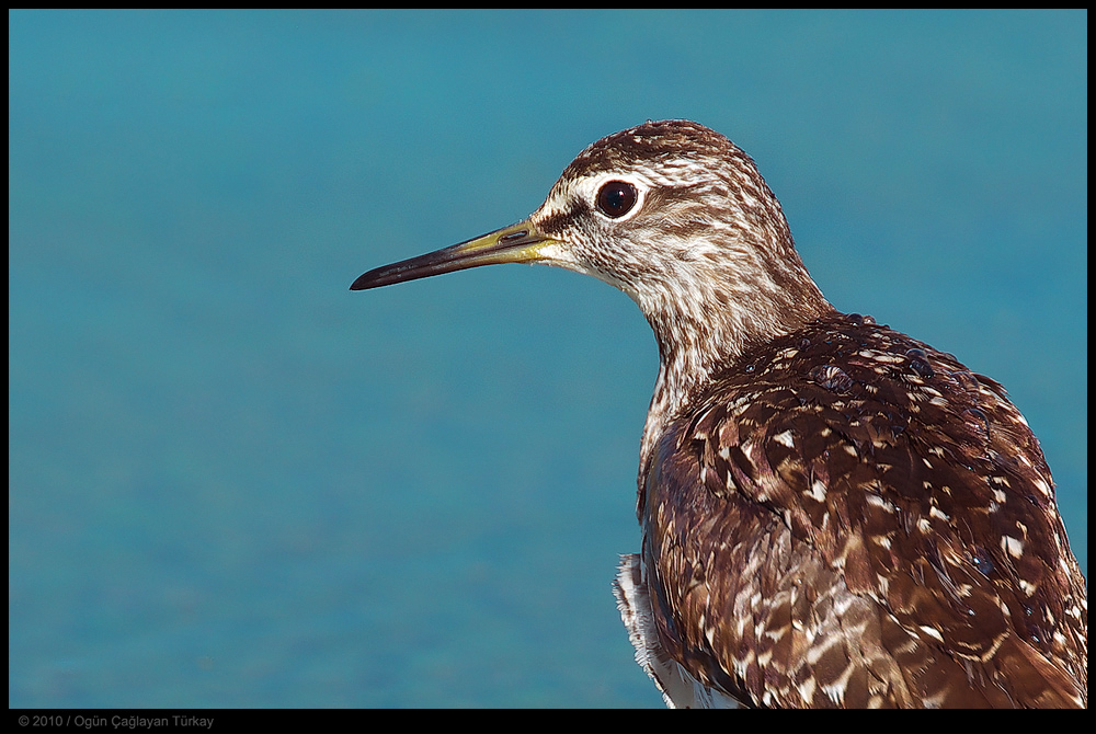 Wood Sandpiper