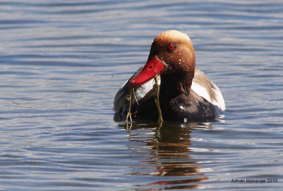 Red-crested Pochard