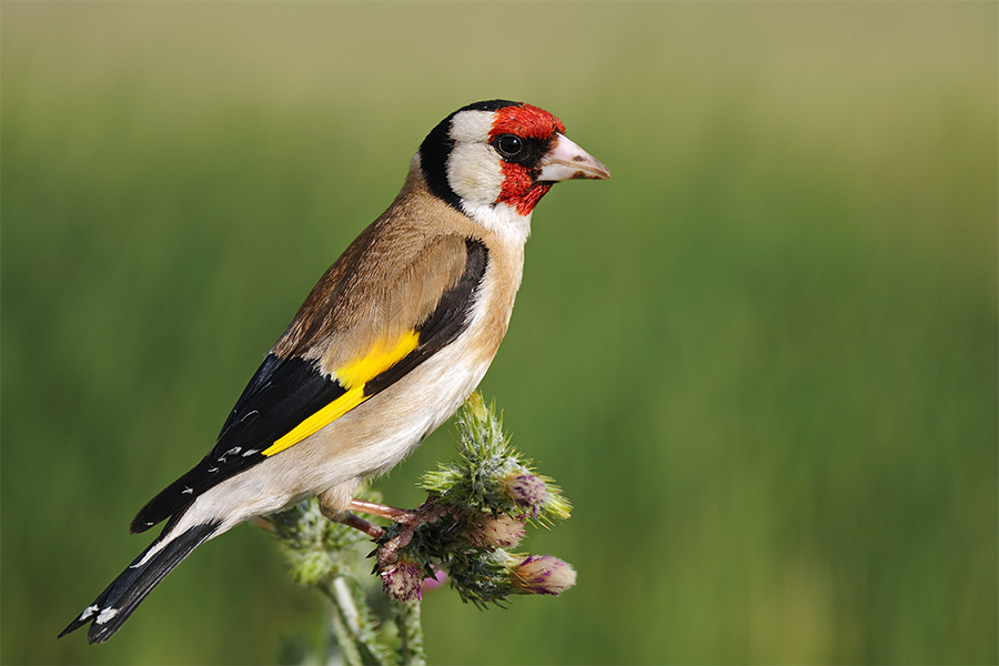 European Goldfinch
