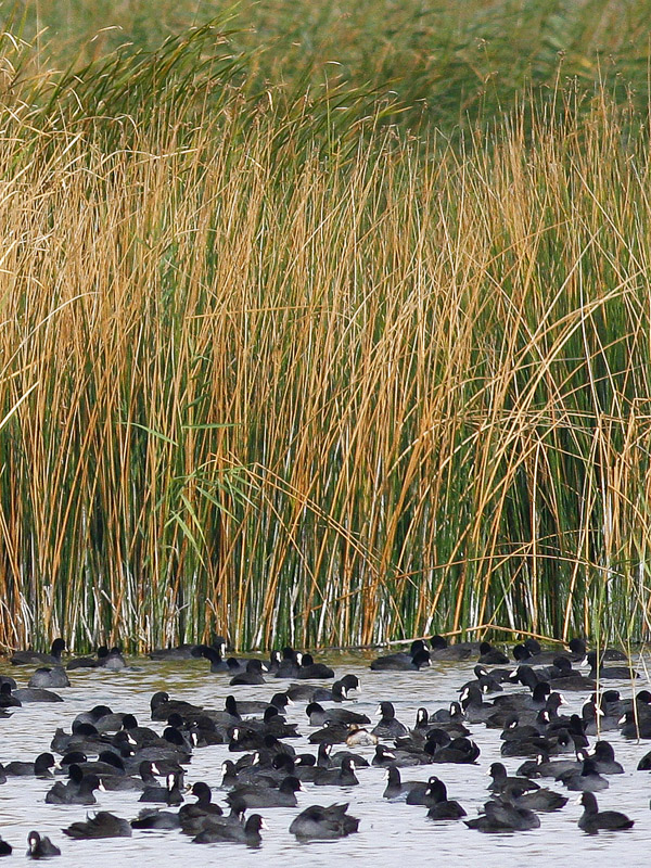 Eurasian Coot