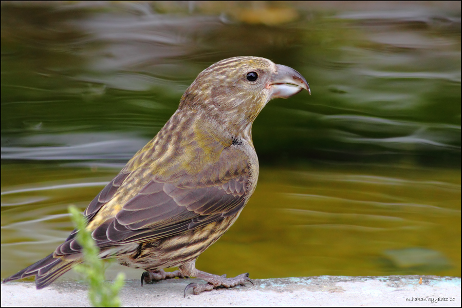 Red Crossbill