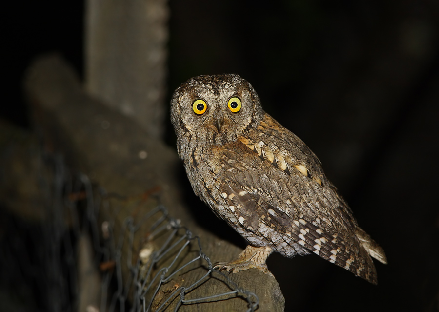 Eurasian Scops Owl
