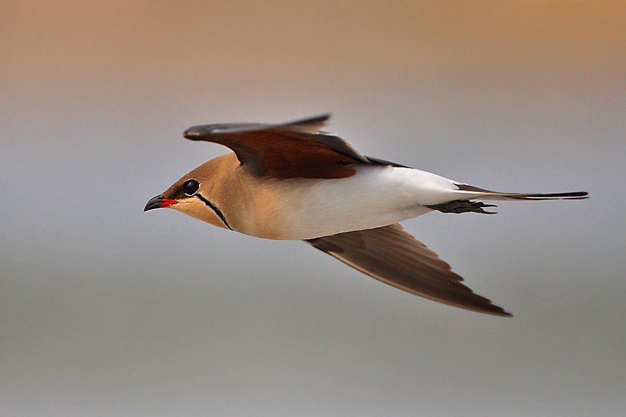 Collared Pratincole