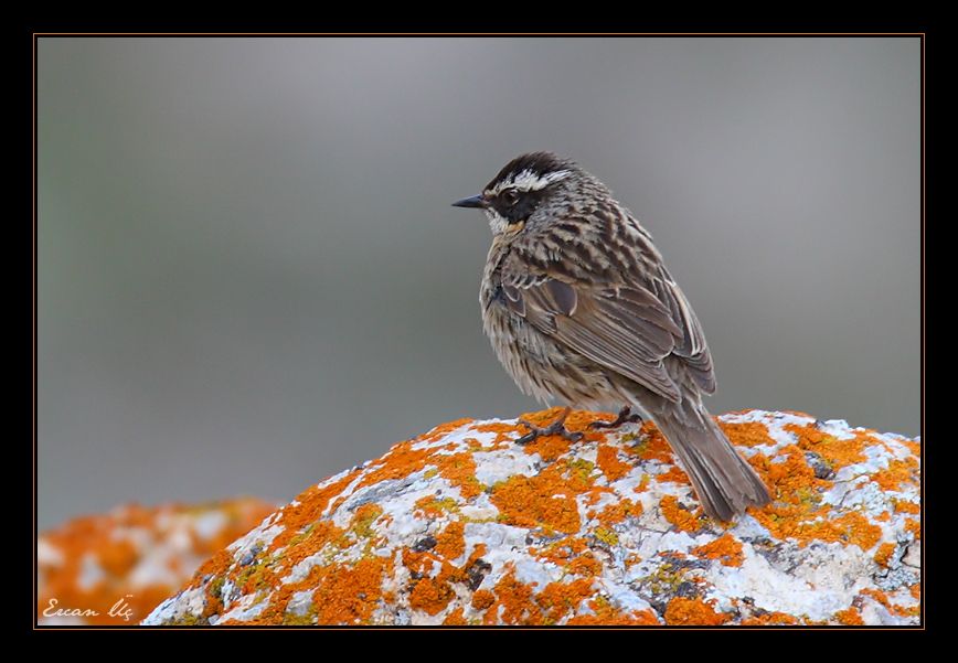 Radde`s Accentor