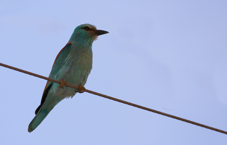European Roller