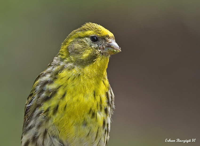 European Serin