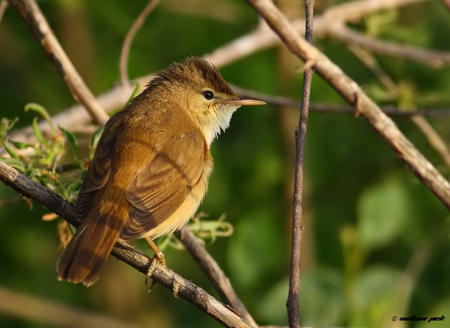 Common Reed Warbler