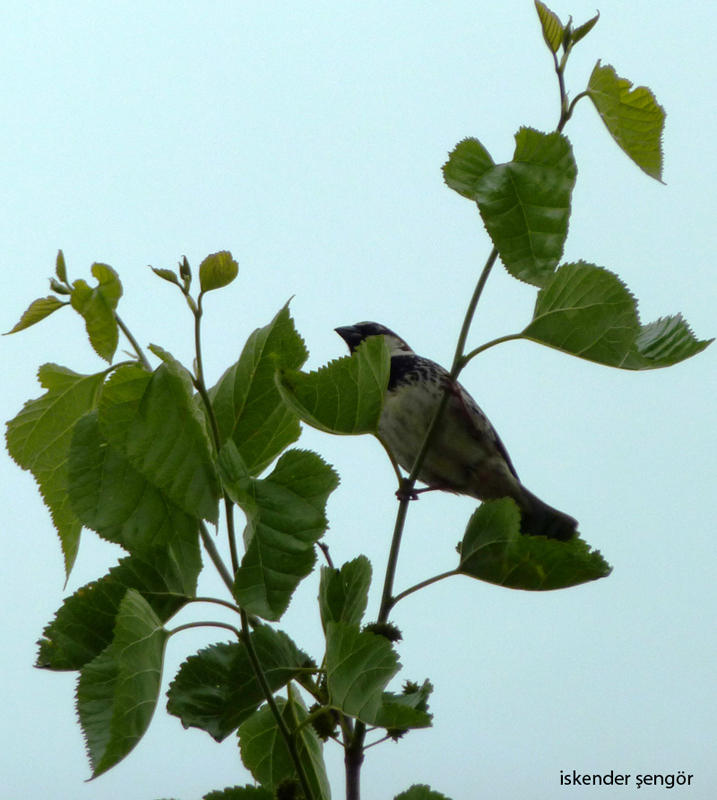 Spanish Sparrow