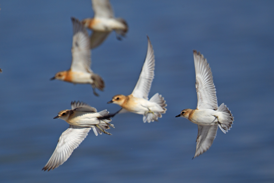 Greater Sand Plover
