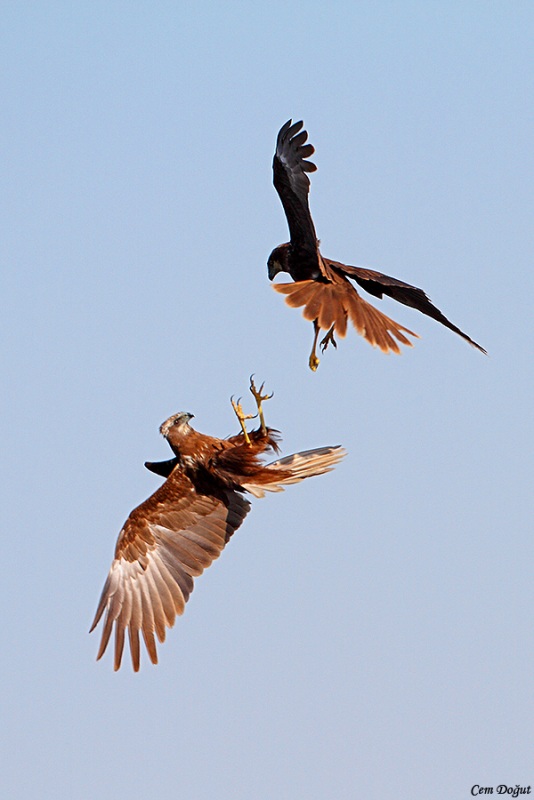 Western Marsh Harrier