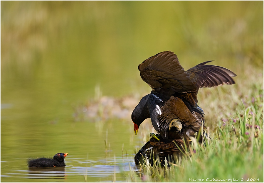 Common Moorhen