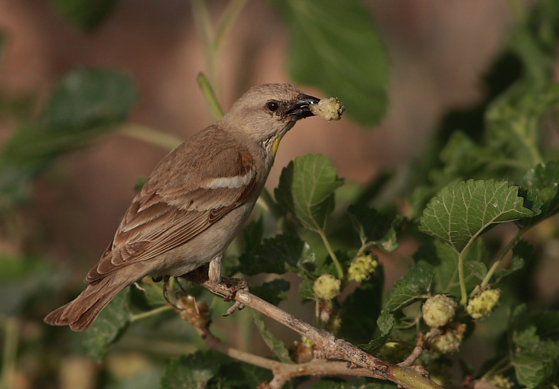 Yellow-throated Sparrow