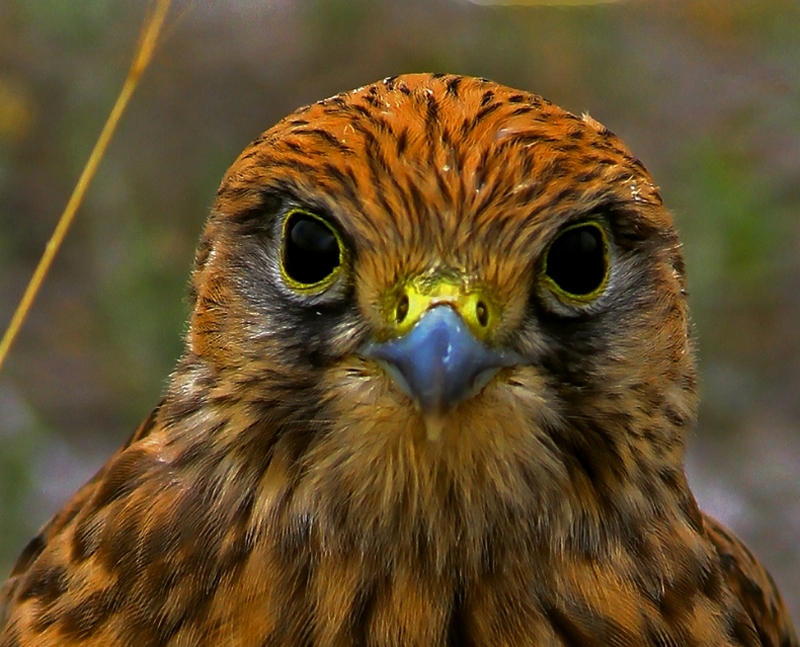 Eurasian Hobby