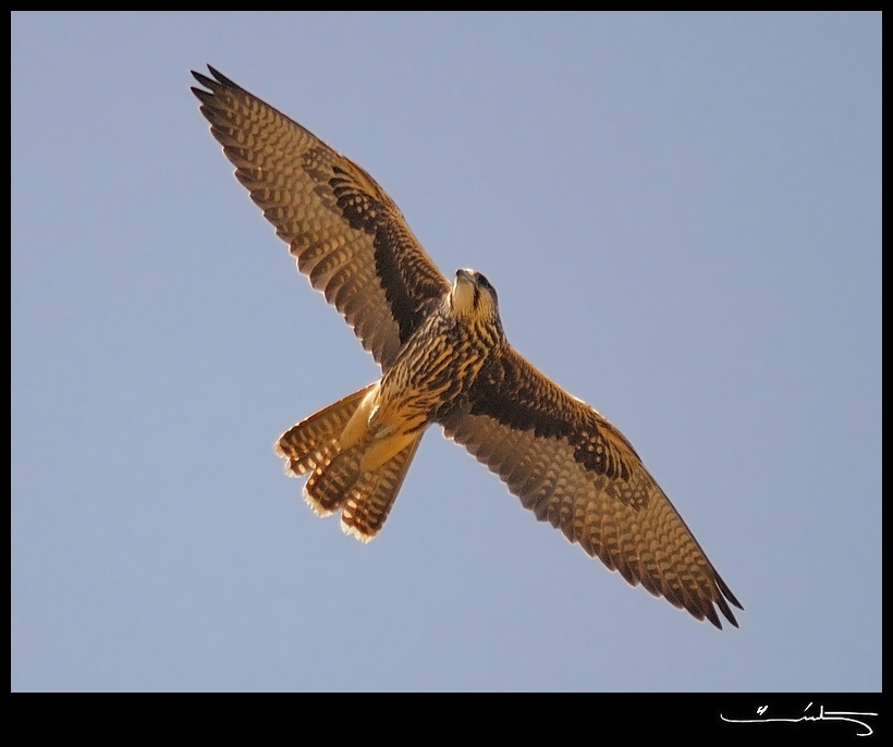 Saker Falcon