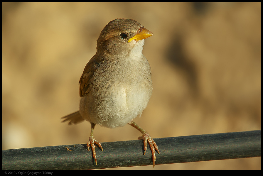 Spanish Sparrow