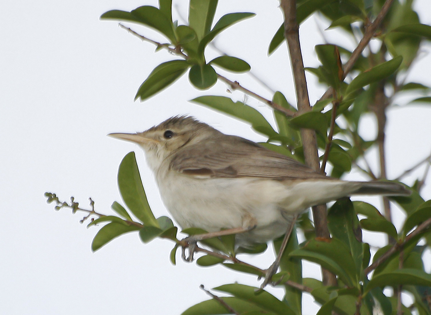 Eastern Olivaceous Warbler