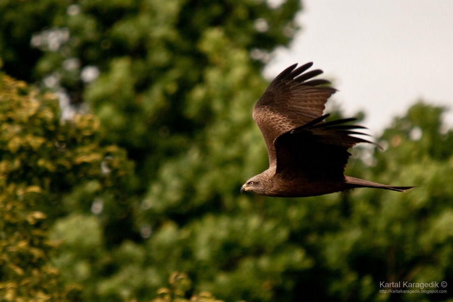 Black Kite