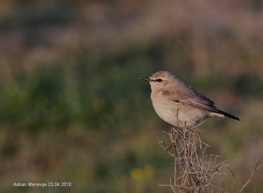 Isabelline Wheatear