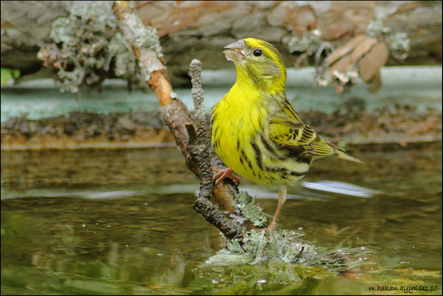 European Serin