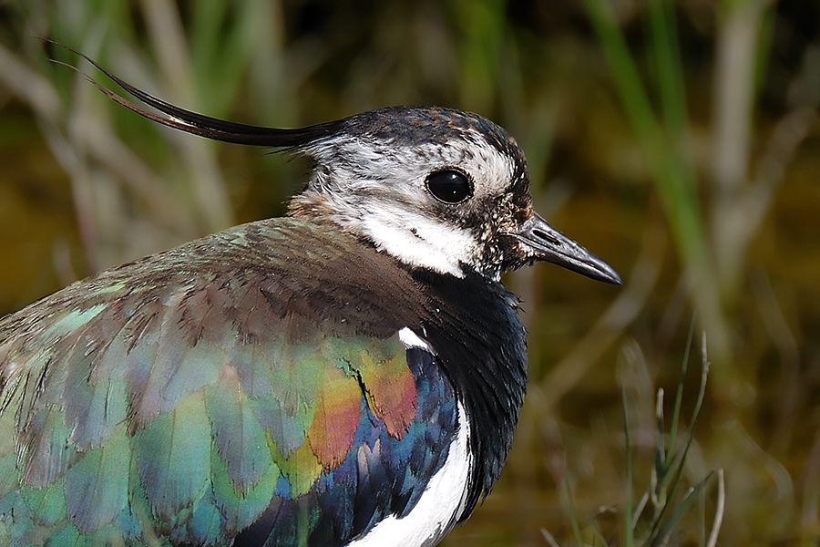 Northern Lapwing