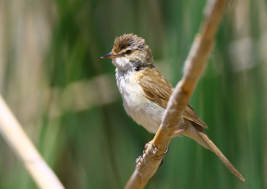 Paddyfield Warbler