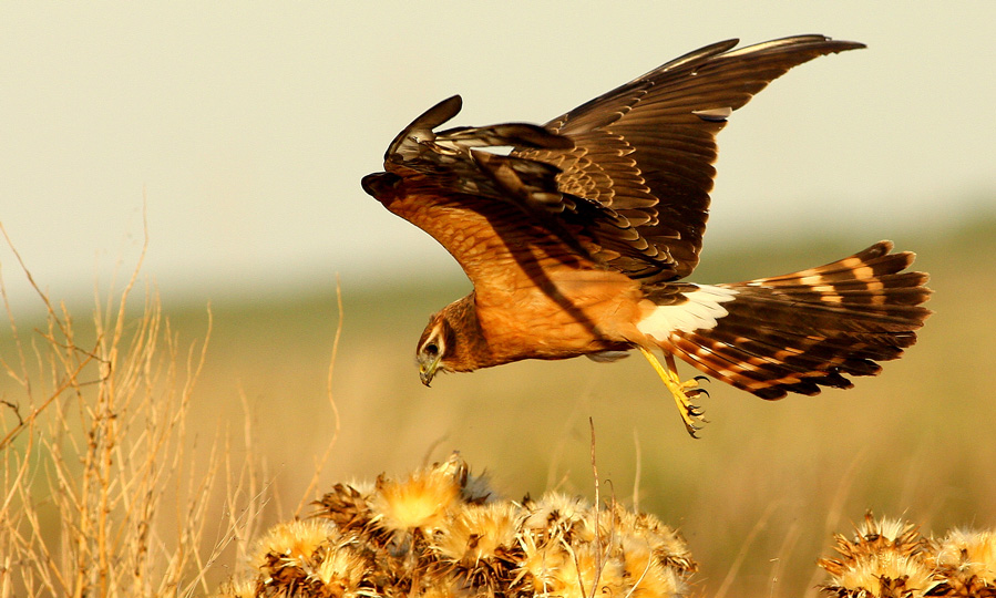 Montagu`s Harrier