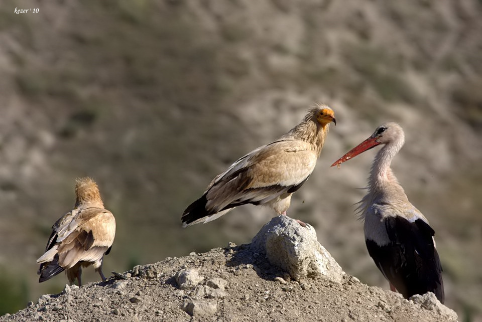 Egyptian Vulture