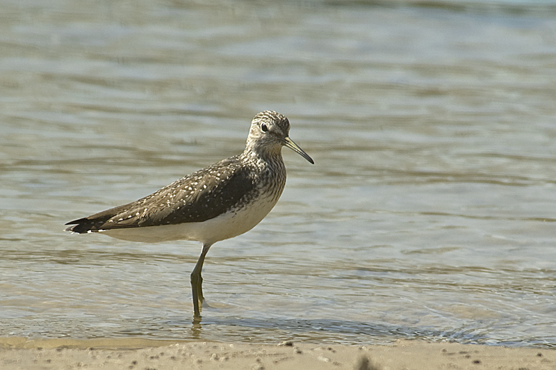 Green Sandpiper