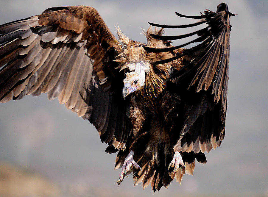 Cinereous Vulture