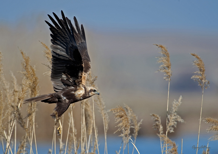 Western Marsh Harrier