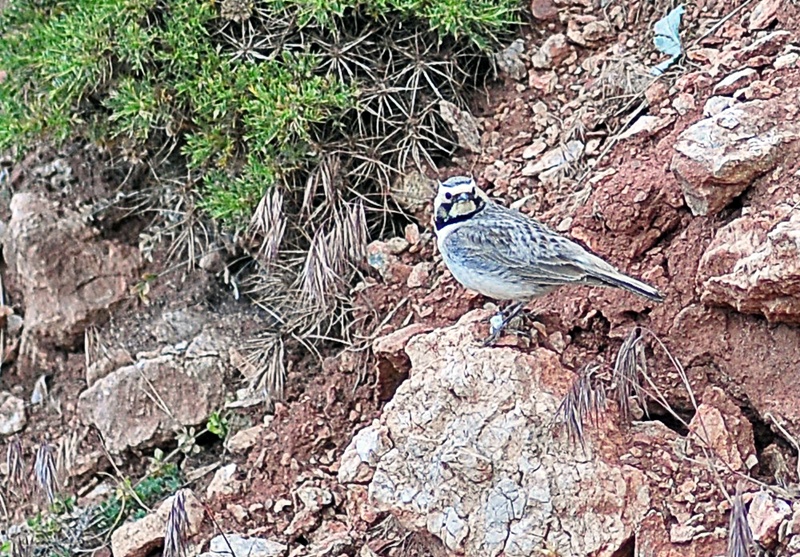 Horned Lark
